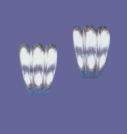M12ad5040N